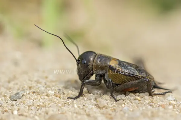 Fokus-Natur Bild