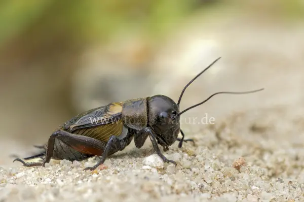 Fokus-Natur Bild