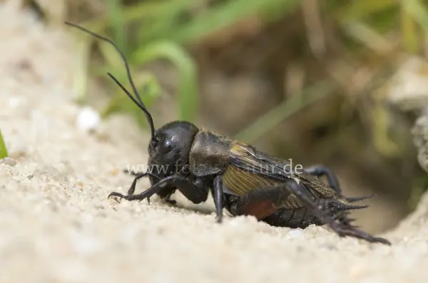 Fokus-Natur Bild