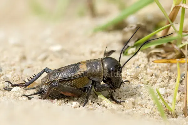 Fokus-Natur Bild