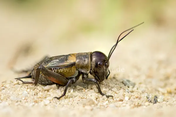 Fokus-Natur Bild