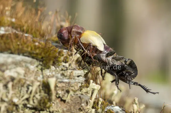 Fokus-Natur Bild