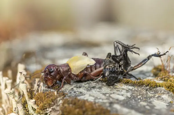 Fokus-Natur Bild