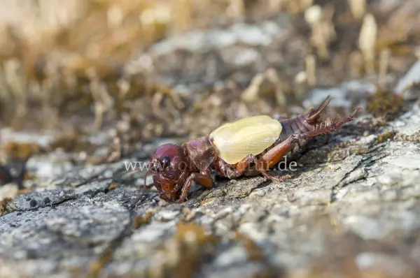 Fokus-Natur Bild