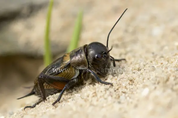 Fokus-Natur Bild