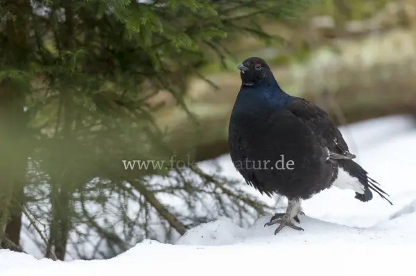 Fokus-Natur Bild