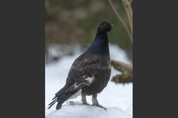 Fokus-Natur Bild