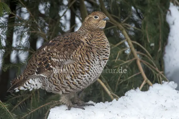 Fokus-Natur Bild