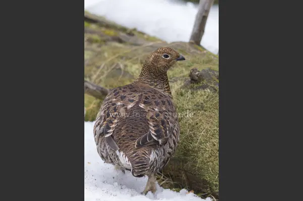 Fokus-Natur Bild