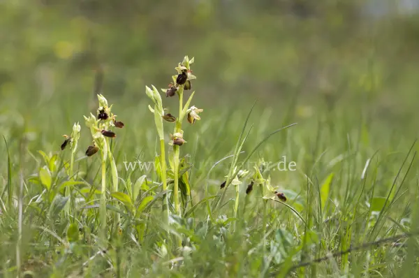 Fokus-Natur Bild