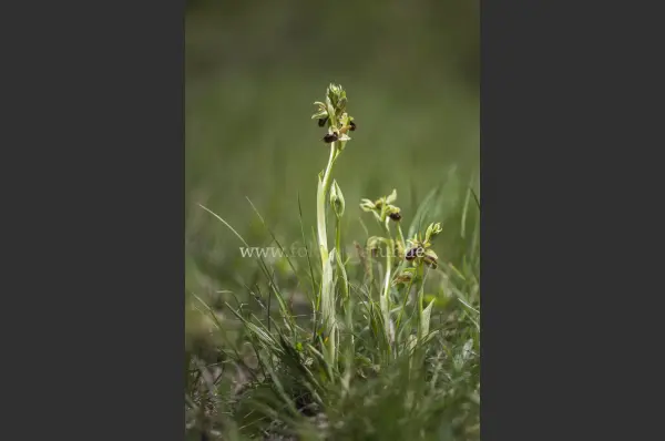 Fokus-Natur Bild