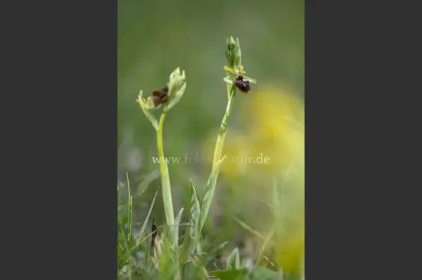 Fokus-Natur Bild
