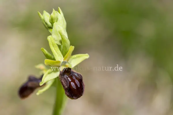 Fokus-Natur Bild