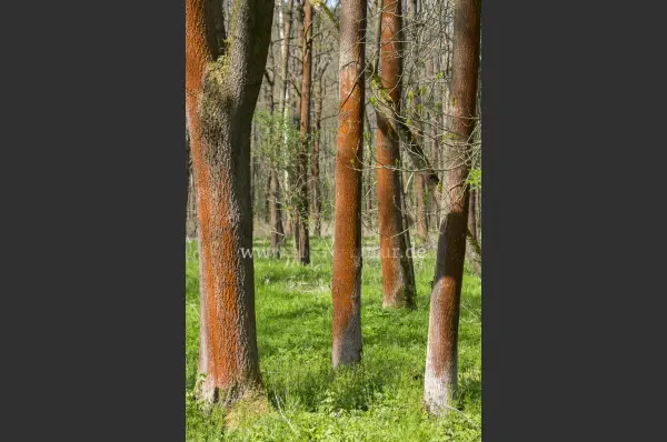 Fokus-Natur Bild