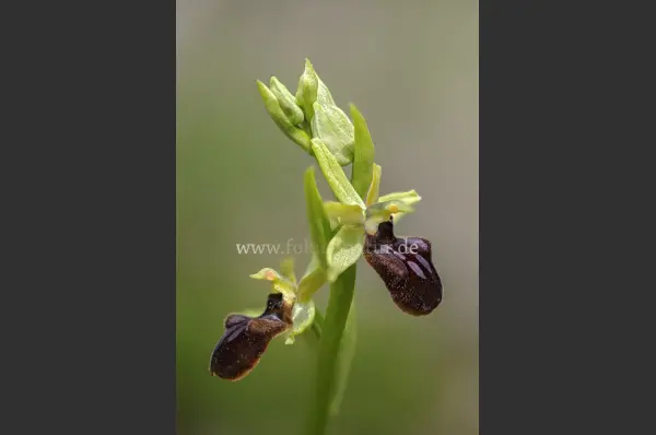Fokus-Natur Bild