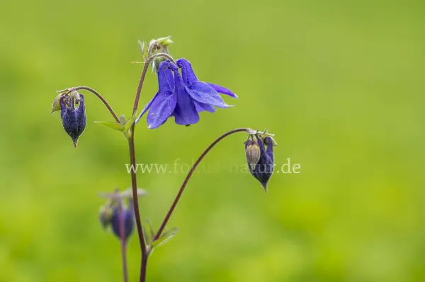 Fokus-Natur Bild