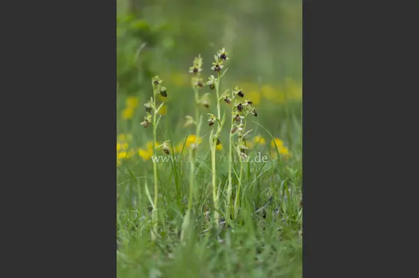 Fokus-Natur Bild