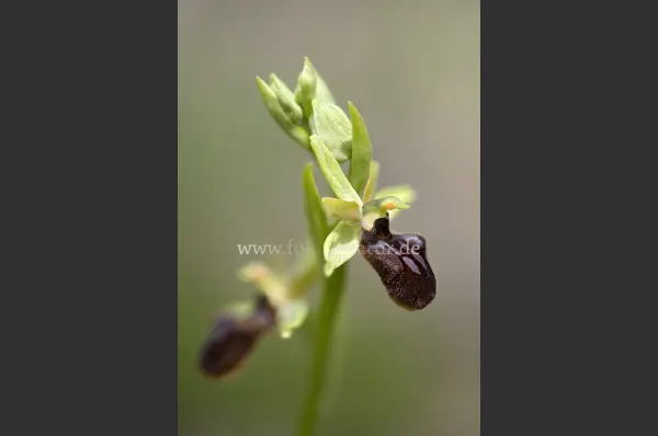 Fokus-Natur Bild
