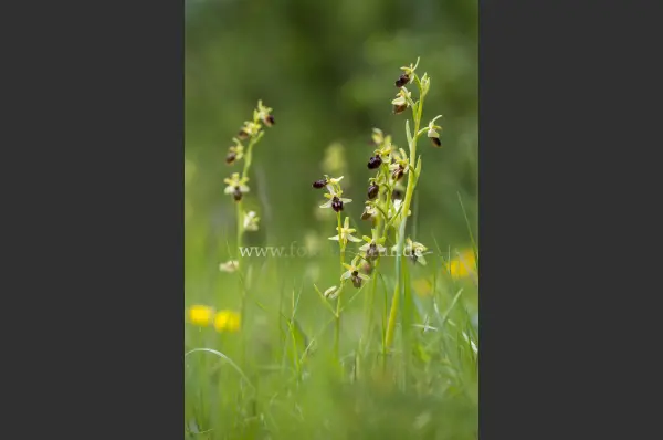 Fokus-Natur Bild