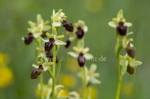 Fokus-Natur Bild