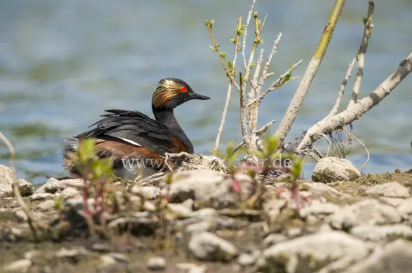 Fokus-Natur Bild