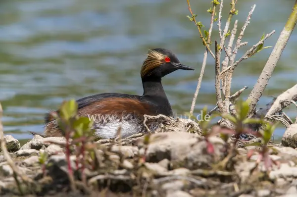 Fokus-Natur Bild