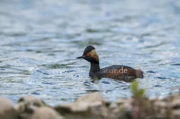 Fokus-Natur Bild