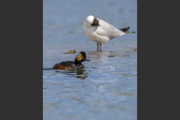 Fokus-Natur Bild