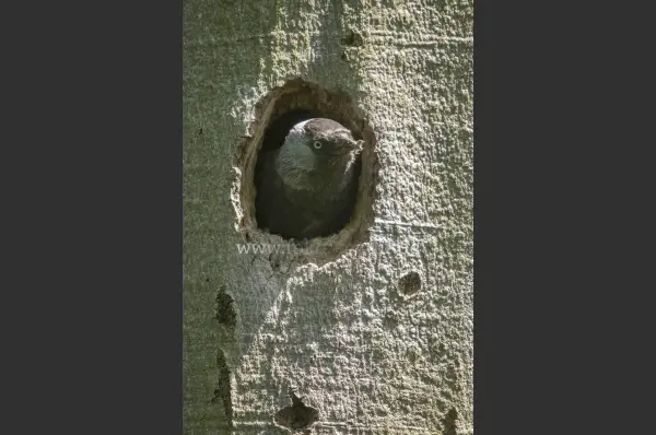 Fokus-Natur Bild