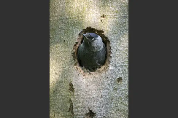 Fokus-Natur Bild