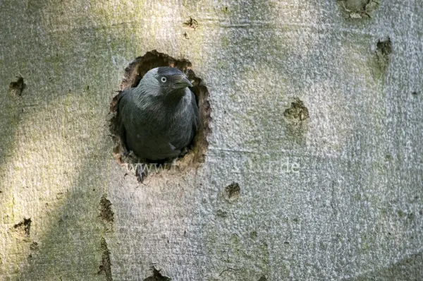 Fokus-Natur Bild