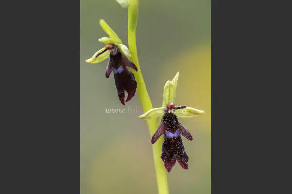 Fokus-Natur Bild