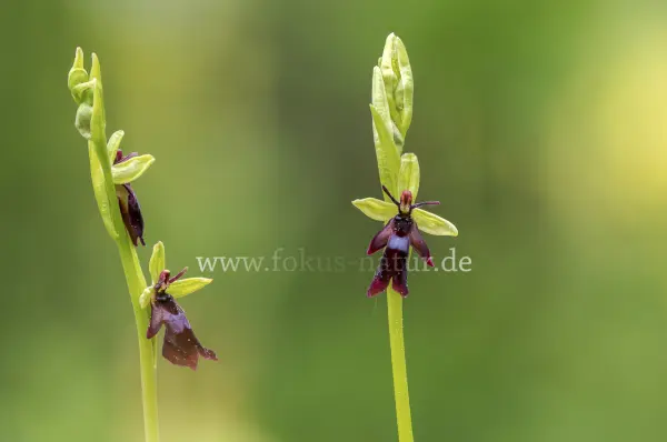 Fokus-Natur Bild