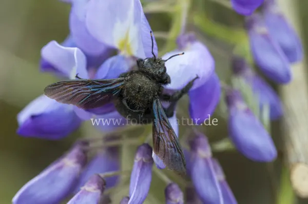 Fokus-Natur Bild