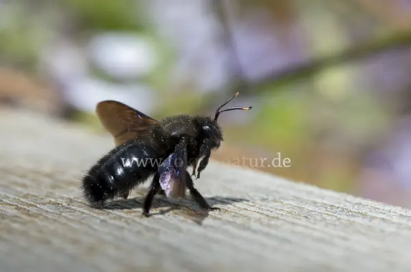 Fokus-Natur Bild