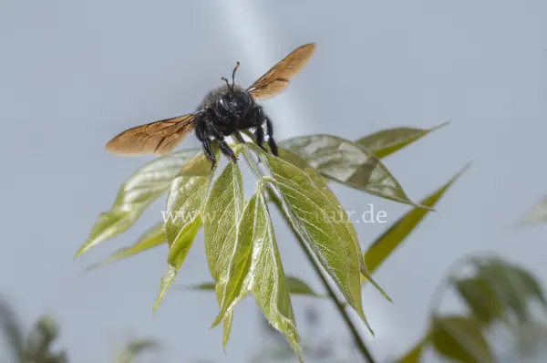 Fokus-Natur Bild