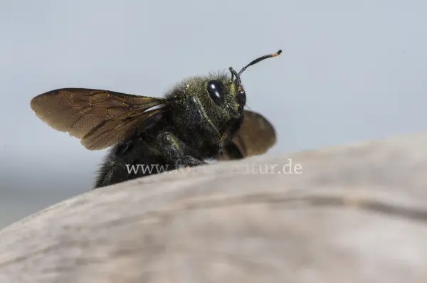 Fokus-Natur Bild