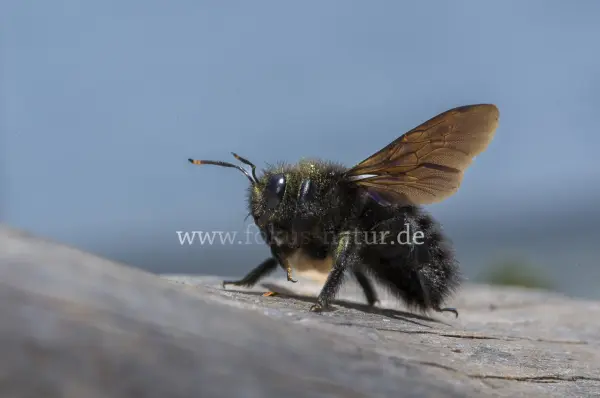 Fokus-Natur Bild