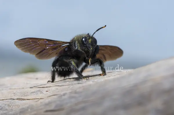 Fokus-Natur Bild