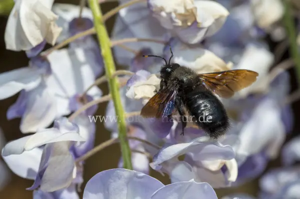 Fokus-Natur Bild