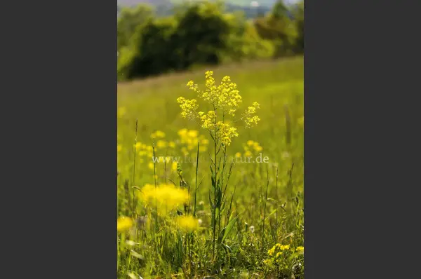 Fokus-Natur Bild