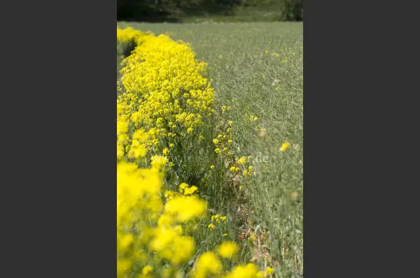 Fokus-Natur Bild