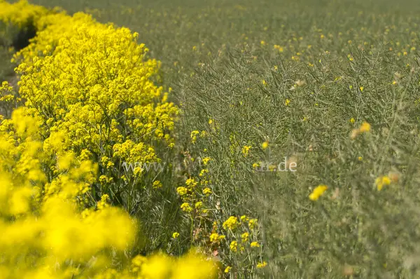 Fokus-Natur Bild