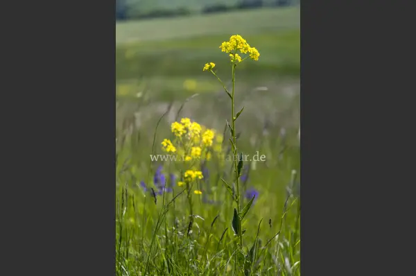 Fokus-Natur Bild