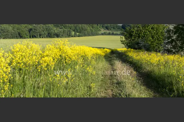 Fokus-Natur Bild