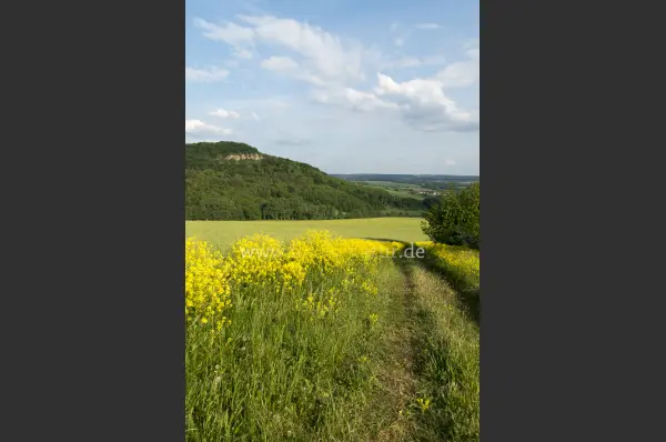 Fokus-Natur Bild