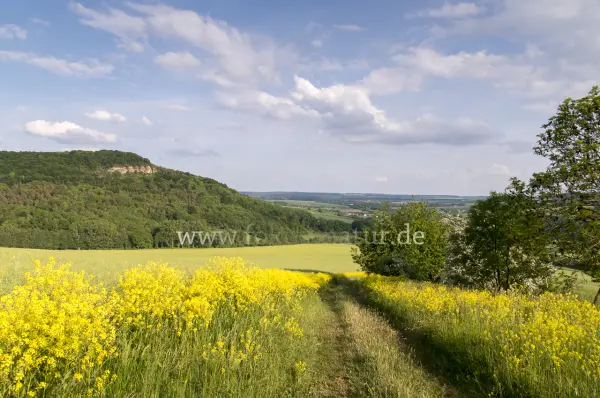 Fokus-Natur Bild