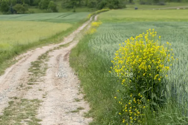 Fokus-Natur Bild