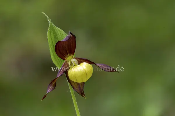 Fokus-Natur Bild