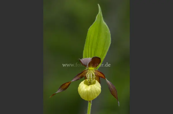 Fokus-Natur Bild